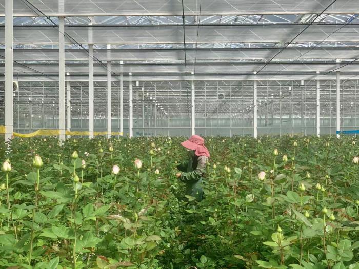 麗江花卉產業示范園內溫室
