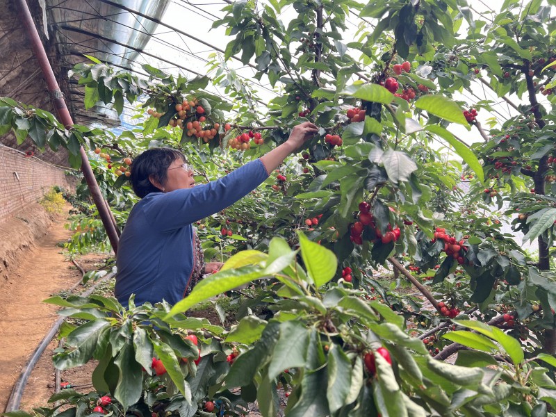 1馬坊鎮櫻桃