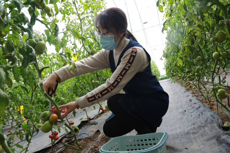 3南獨樂河鎮西紅柿