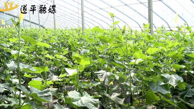 遂平種植大棚蔬菜2