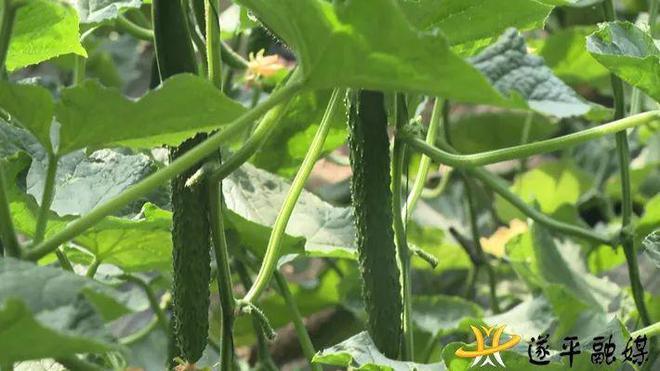 遂平種植大棚蔬菜3