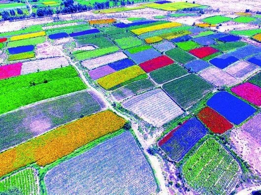 1 肅州區金佛寺鎮花海(資料圖) 楊 陽 攝