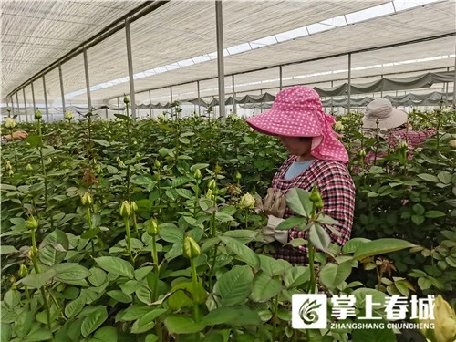 云天化高標準玫瑰種植示范基地讓荒山變花海1