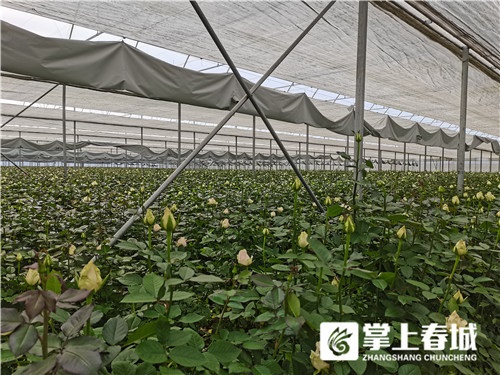云天化高標準玫瑰種植示范基地讓荒山變花海2