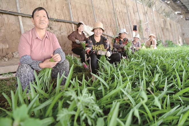 7月5日，在青海惠田農業種植基地內，農戶收割蔬菜。攝影：鄧建青