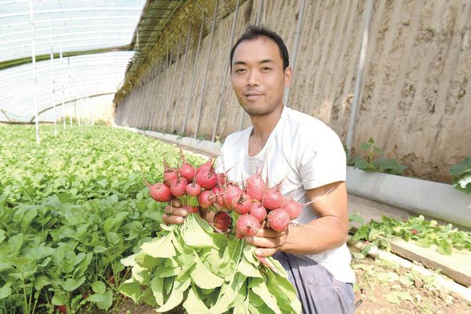 蔬菜種植戶忙得不亦樂乎。攝影：鄧建青