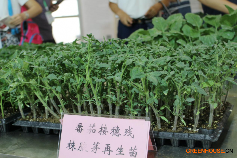 茄果類蔬菜砧穗高效利用技術展示