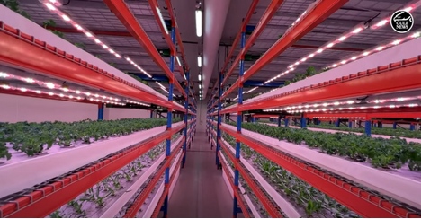 阿聯酋植物工廠