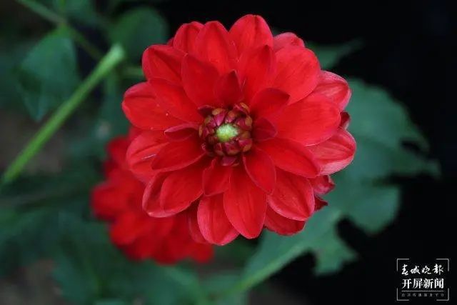 ‘紅顏’