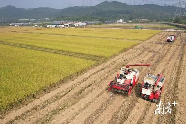 在華南農業大學水稻無人農場,羅錫文院士團隊演示無人駕駛收獲作業