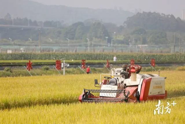 在華南農業大學水稻無人農場,無人駕駛收獲機正在收割水稻