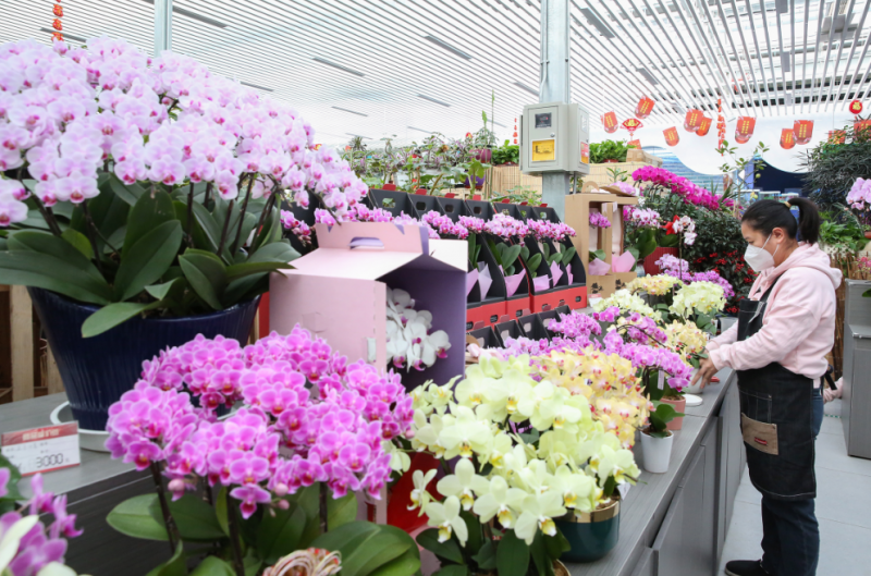 2023北京年宵花1