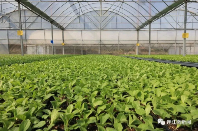 連江有座超級育種工廠2