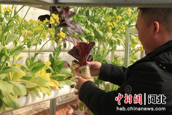 平泉市道虎溝鄉雙峰社區設施菜種植基地工作人員查看水培蔬菜長勢。 張悅 攝