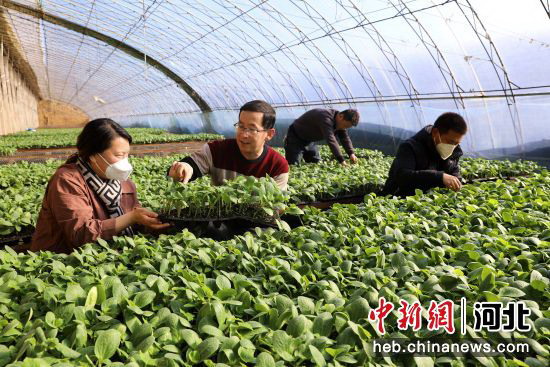 平泉市農業科技人員在榆樹林子鎮黃瓜育苗基地對農戶進行技術指導。   李平文 攝