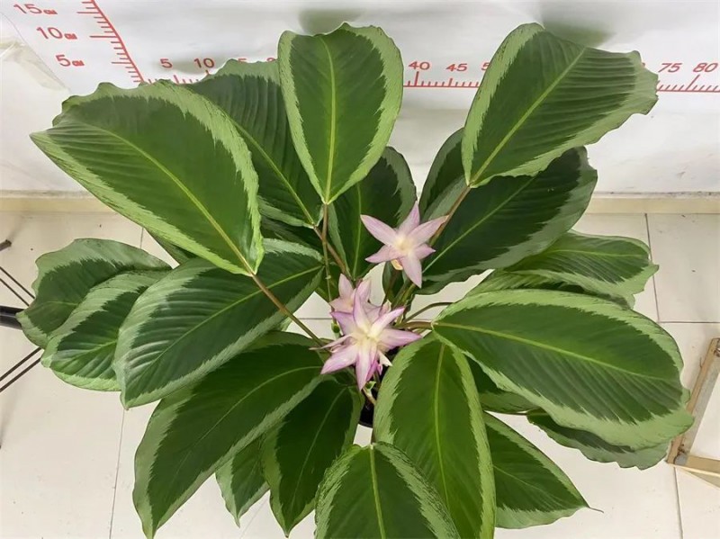 東信花卉生產(chǎn)的“碧卡秋”