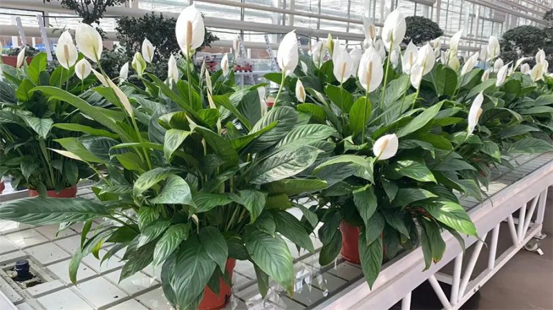 東信花卉生產(chǎn)的其他綠植產(chǎn)品1