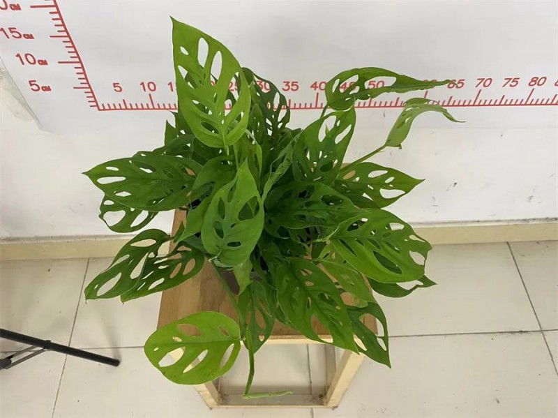 東信花卉生產(chǎn)的其他綠植產(chǎn)品2