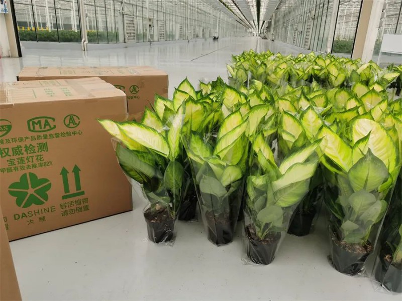 東信花卉生產(chǎn)的其他綠植產(chǎn)品3