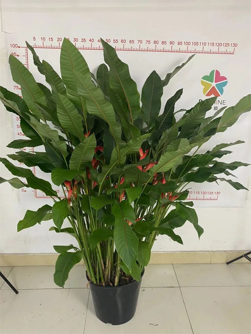 東信花卉生產(chǎn)的“紅火鳥”