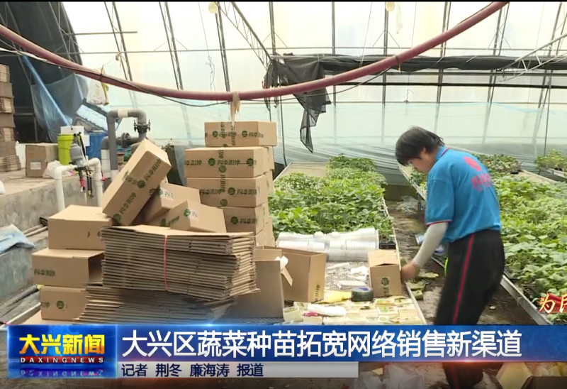 大興蔬菜種苗拓寬網絡銷售新渠道