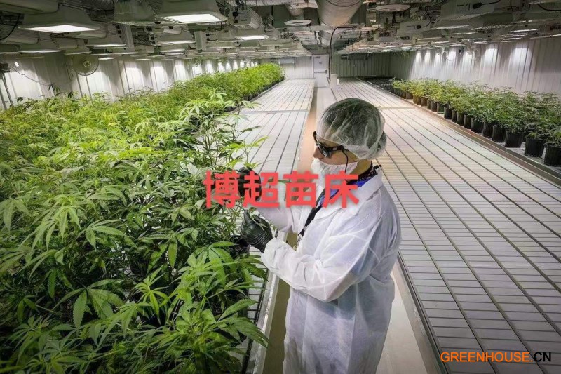 大麻苗床