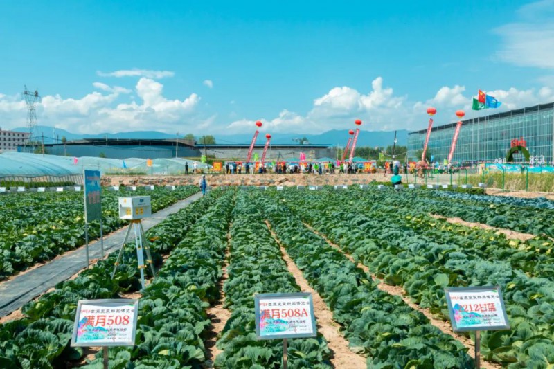 蘭州高原夏菜新品博覽會4