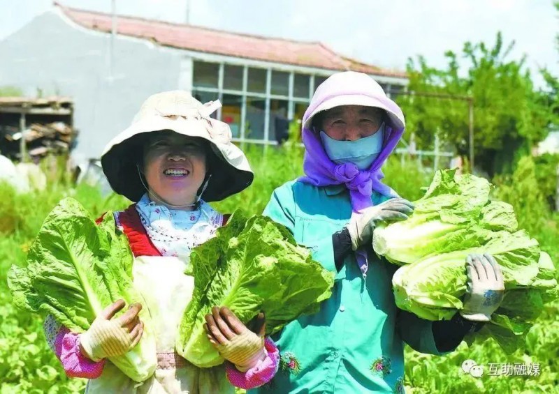 尕寺加村村民抱著豐收的羅馬生菜笑開顏