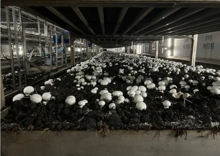 臨澤現代寒旱農業產業園雙孢菇工廠化生產菇房里的雙孢菇。新華社記者宋佳 攝