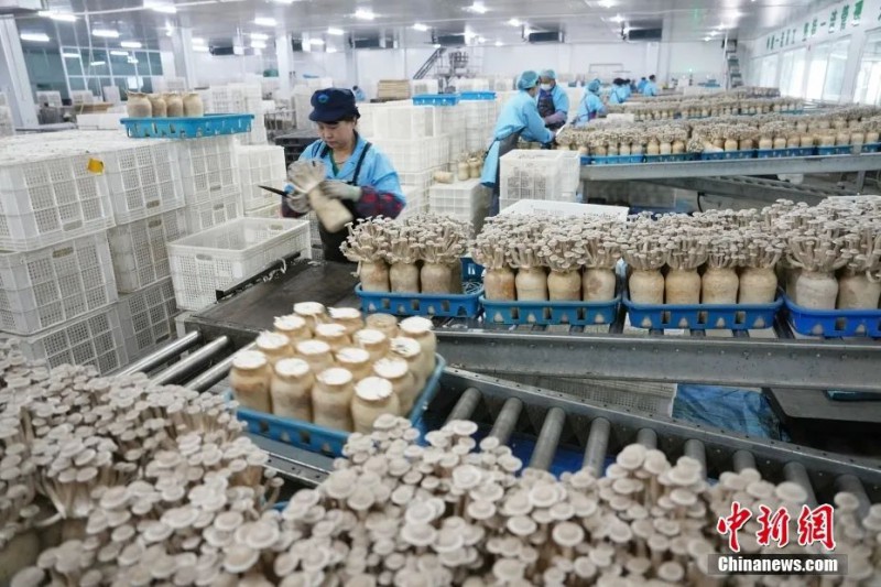 9月3日，甘肅省張掖市甘州區一家菇業公司內，工作人員查看鹿茸菇成熟情況2