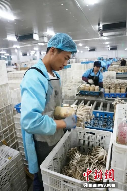 9月3日，甘肅省張掖市甘州區一家菇業公司內，工作人員查看鹿茸菇成熟情況3