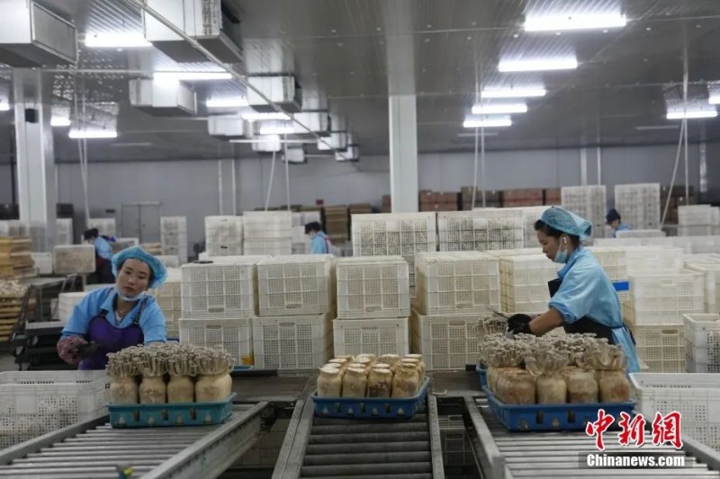 甘肅省張掖市甘州區一家菇業公司內，鹿茸菇成熟，工人集中采集上市2