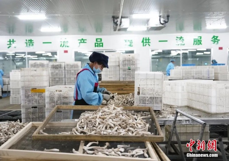 甘肅省張掖市甘州區一家菇業公司內，鹿茸菇成熟，工人集中采集上市3