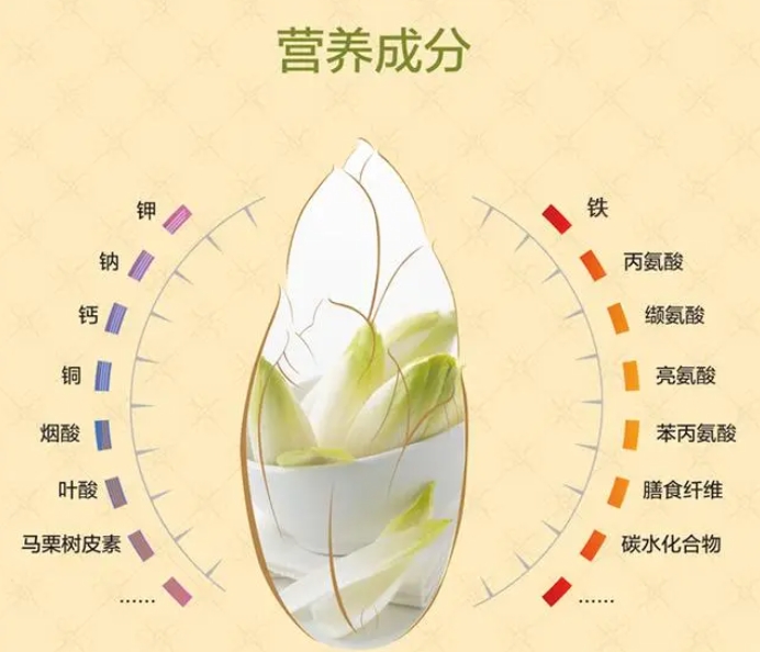 菊苣的營養(yǎng)成分
