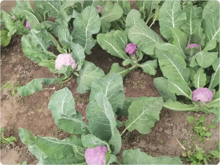 京郊蔬菜種植基地，小眾新蔬菜節前走俏1