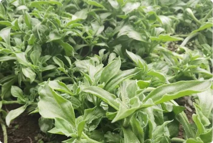 京郊蔬菜種植基地，小眾新蔬菜節前走俏2