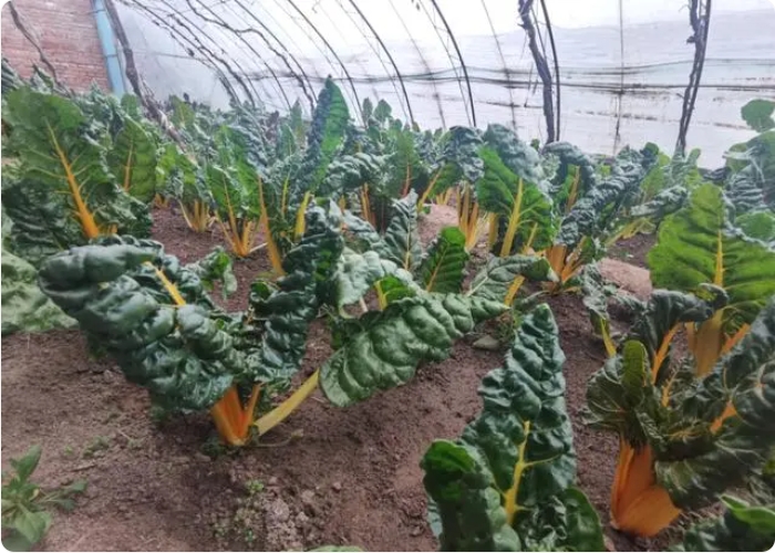 京郊蔬菜種植基地，小眾新蔬菜節前走俏3