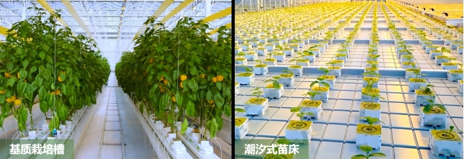 廣東梅州、珠海攜手打造的梅州市華發現代設施農業示范基地-基質栽培系統