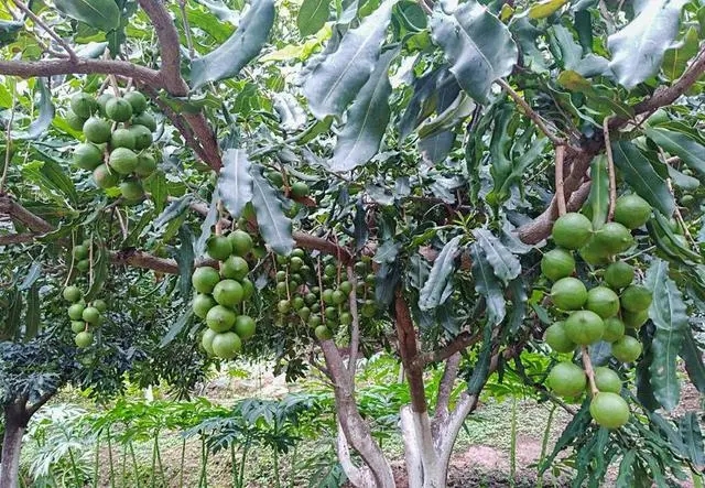 臨滄種植的澳洲堅果.webp_副本