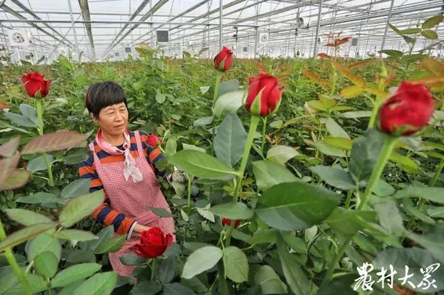 浩宇園藝泰山玫瑰園花農(nóng)在管護鮮花.webp