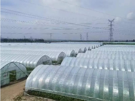京津冀蔬菜生產基地1