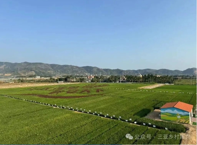 國家現代農業（種業）產業園內種植展示的新品種農作物。新華社