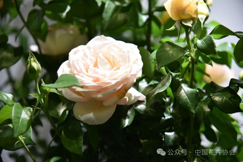 19月季專(zhuān)項(xiàng)競(jìng)賽獲獎(jiǎng)品種19