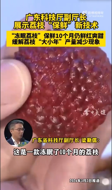 廣東冷凍荔枝上市1