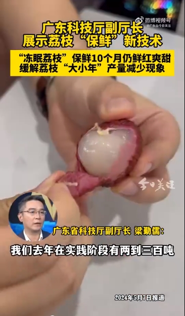 廣東冷凍荔枝上市2