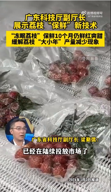 廣東冷凍荔枝上市3