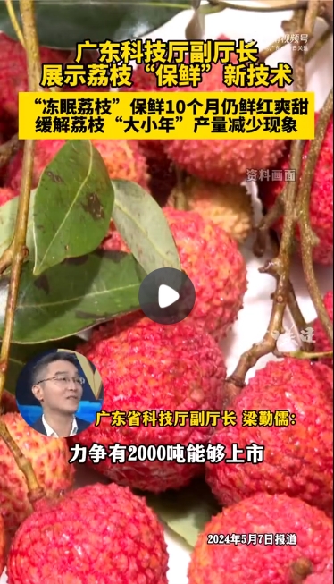 廣東冷凍荔枝上市4