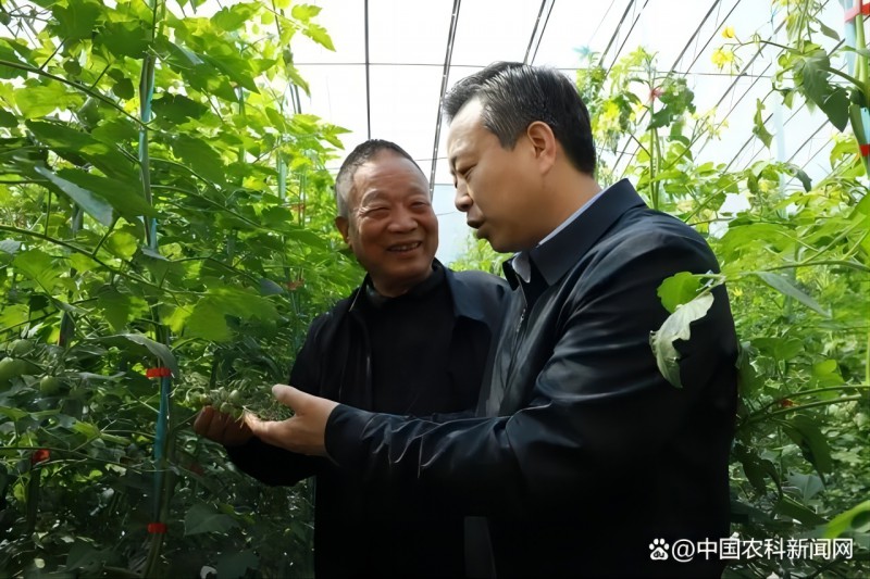 王建人(左)介紹每個(gè)育種材料的性狀表現(xiàn).webp(1)