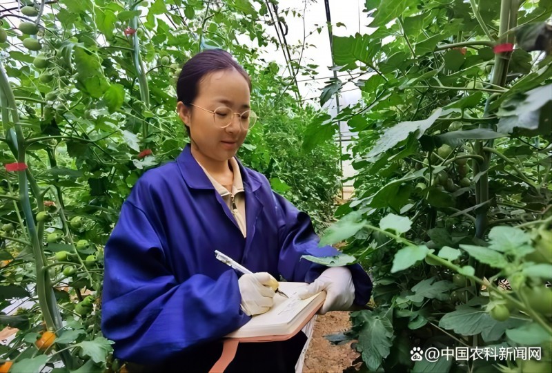 金棚種業(yè)育種團(tuán)隊(duì).webp(1)