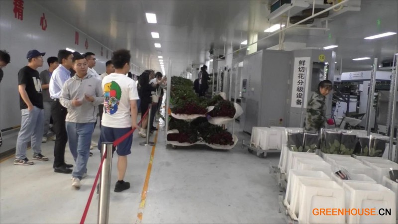 5 云天化晉寧花卉產業現代化示范園